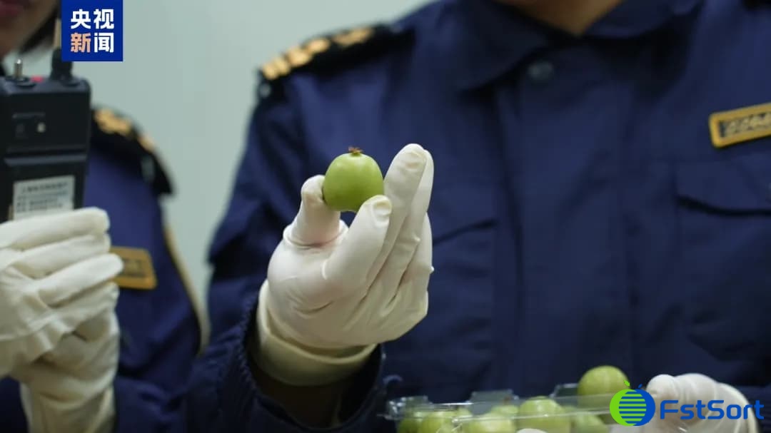 New Zealand kiwi berries.jpeg New Zealand kiwi berries.jpeg